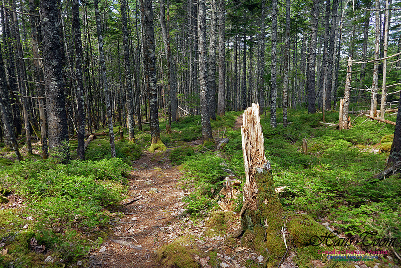Old Annapolis Road Trail 2016
