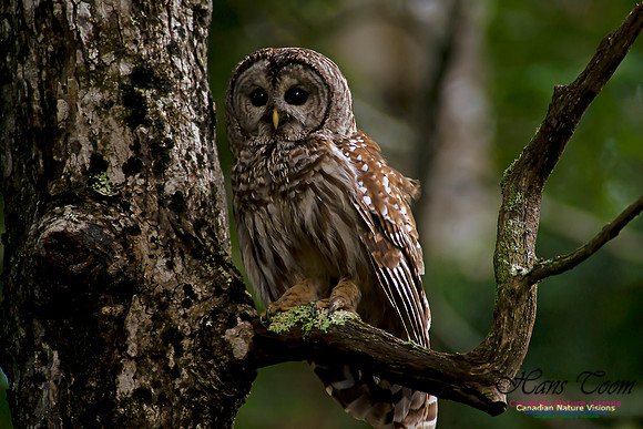 Barred Owl