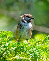 Boreal Chickadee