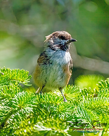 Boreal Chickadee 250