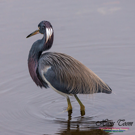 Tricoloured Heron 34