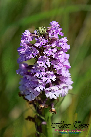 Large Purple Fringed Orchid 101
