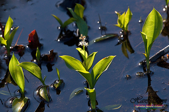 Trailside Pond