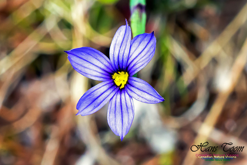 Blue-eyed Grass