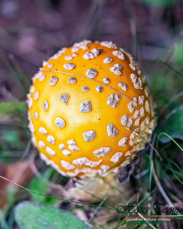 Fungus Walk In the Woodland 103