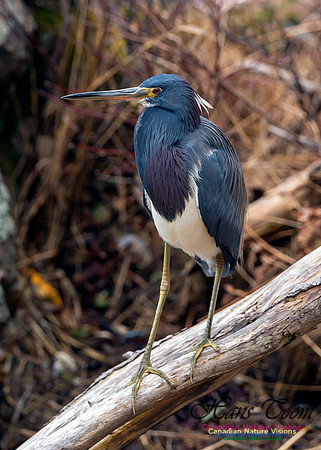 Tricoloured Heron 17
