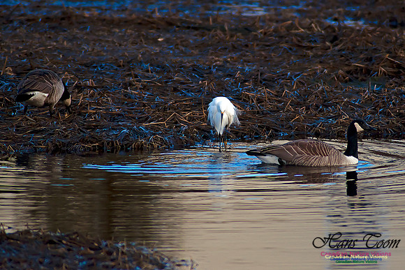 Snowy Egret