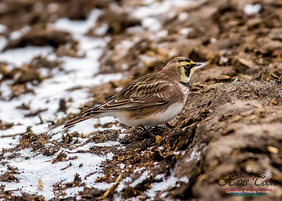 Horned Lark 605