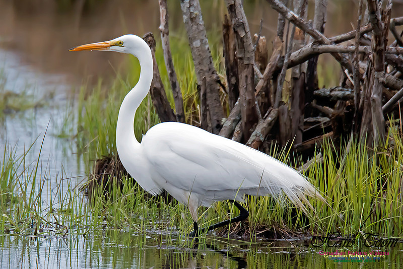 Great Egret