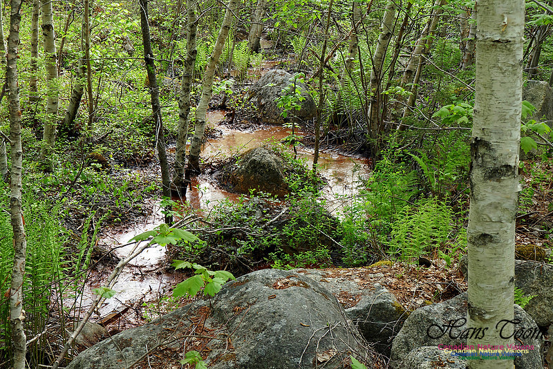 Warbler Walk June 5, 2016