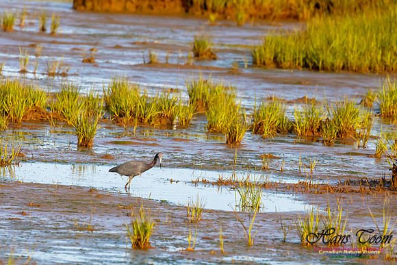 Little Blue Heron 119