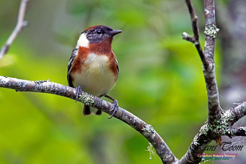 Bay-breasted Warbler