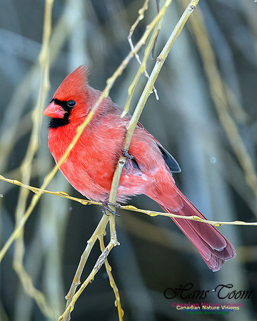 Northern Cardinal 102