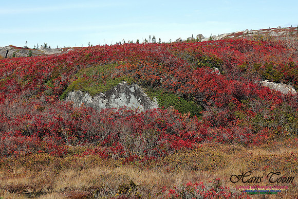 CoastalBarrensFall2016-1010