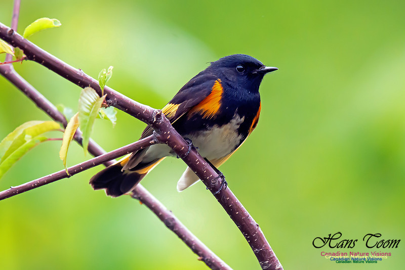 American Redstart