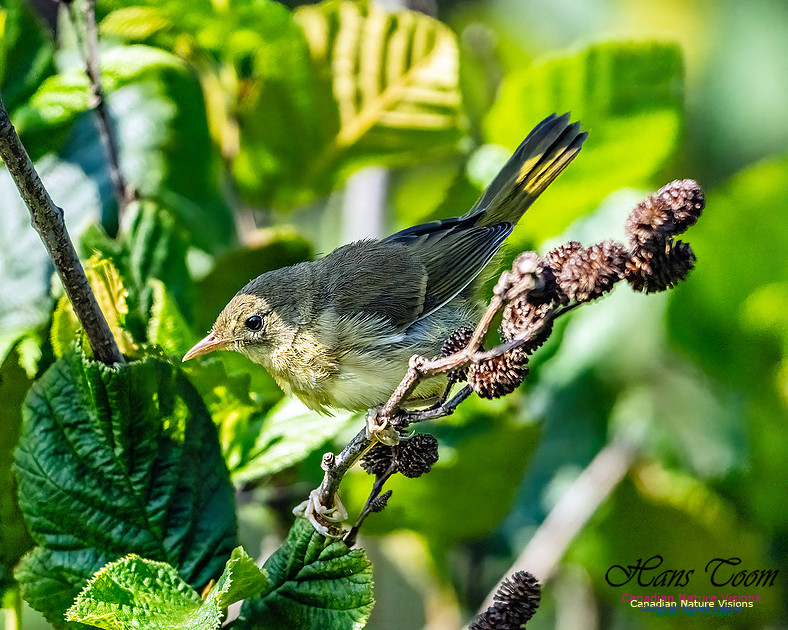 Mourning Warbler 100