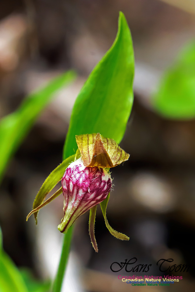 Ram's Head Orchid