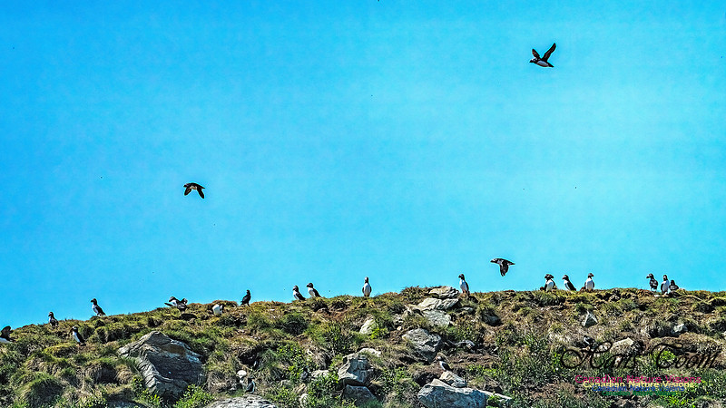 Great Island Puffins 114