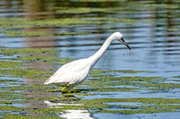 Little Blue Heron