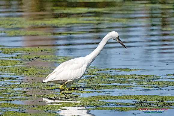 Little Blue Heron 300