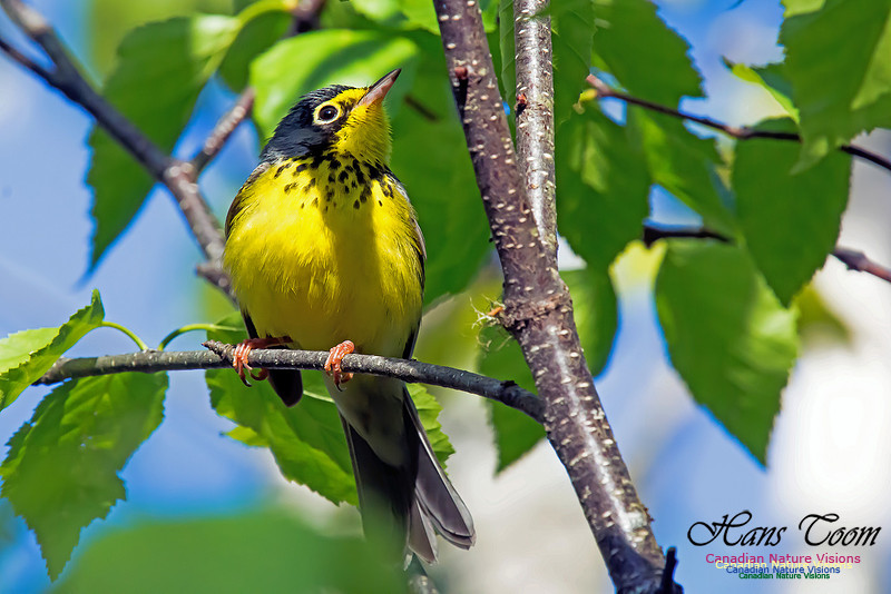 Canada Warbler