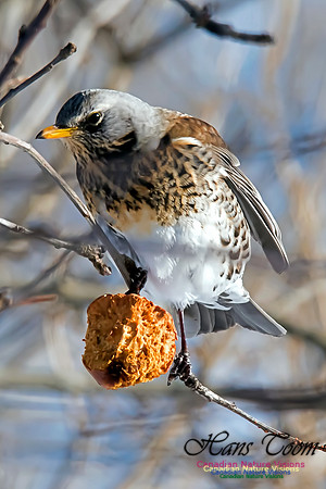 Fieldfare
