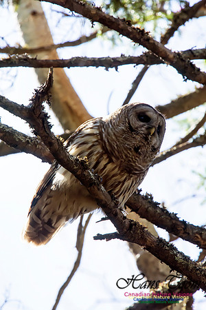 Barred Owl