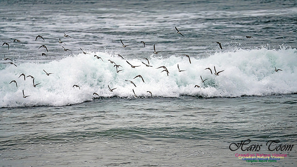 Shorebirds of Hurricane Erin 126