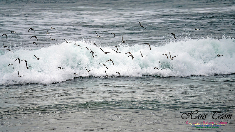 Shorebirds of Hurricane Erin 126