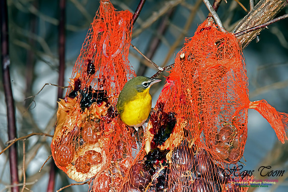 Yellow-breasted Chat