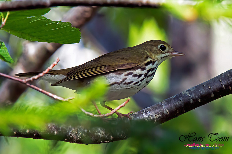 Ovenbird