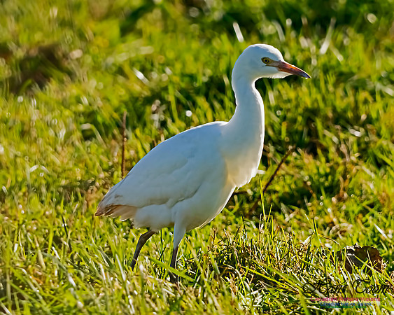 Cattle Egret 103