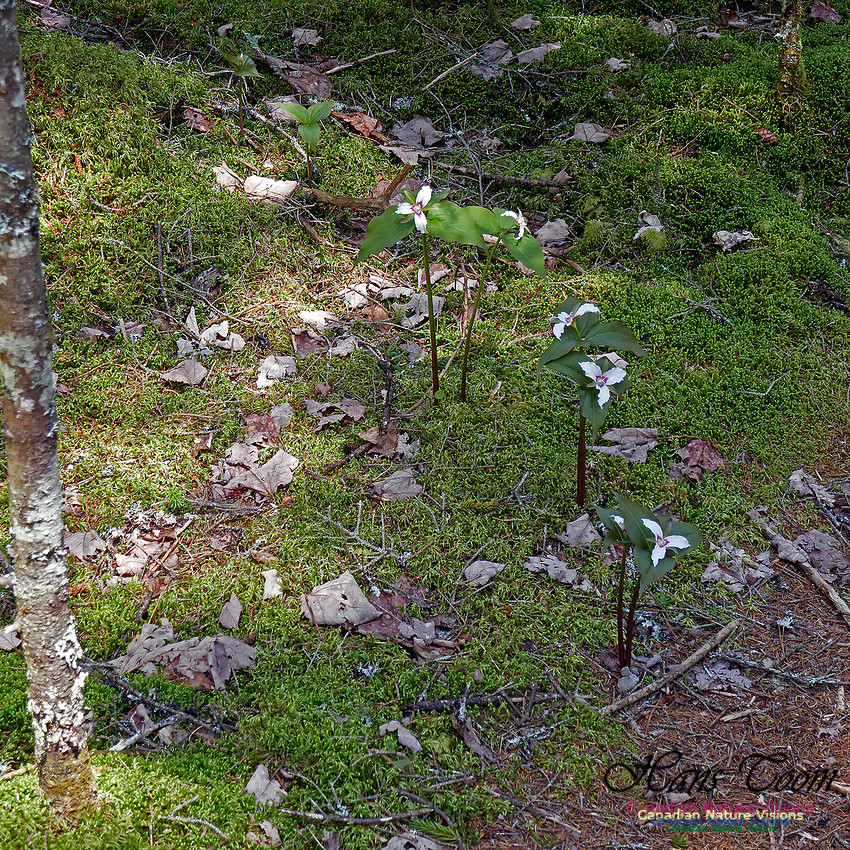 Old Annapolis Road Trail 2016
