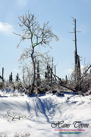 Ice Forest
