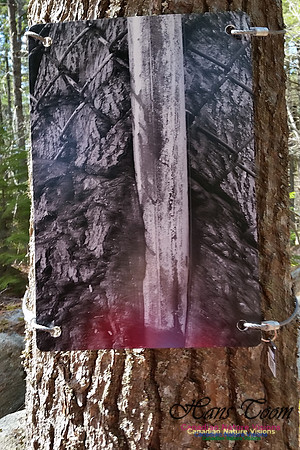 Tree Photo #4