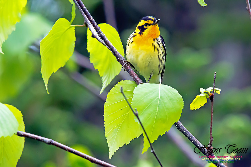 Blackburnian Warbler