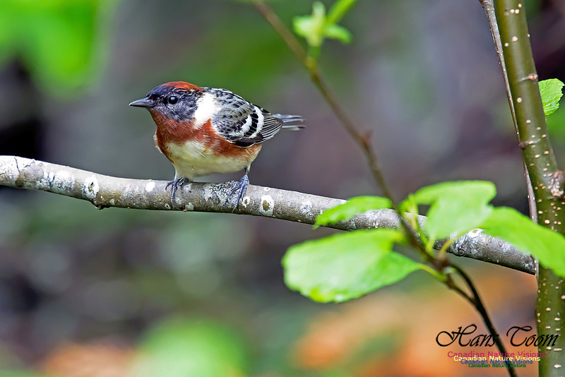 Bay-breasted Warbler