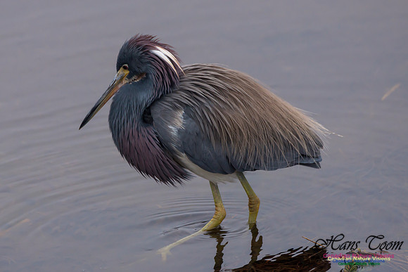 Tricoloured Heron 40