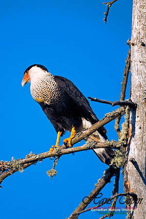 Crested Caracara