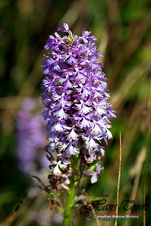 Large Purple Fringed Orchid