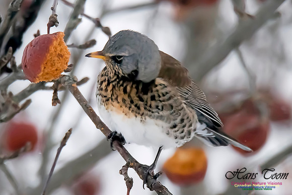 Fieldfare
