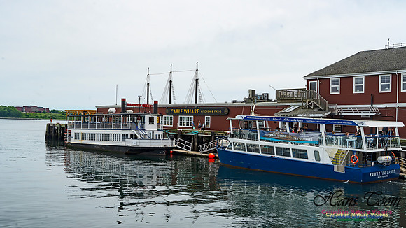 Halifax Waterfront Stroll 142