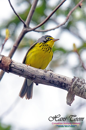 Canada Warbler