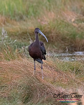 Glosssy Ibis 204