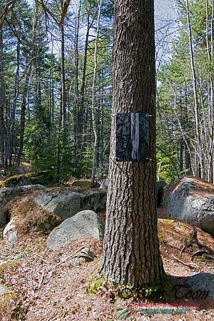 Tree Versus Trail