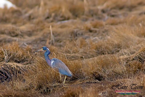 Tricoloured Heron 4