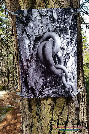 Tree Photo #2