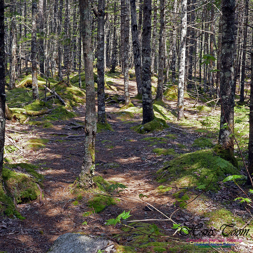 Old Annapolis Road Trail 2016