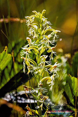 Ragged Fringed Orchid 105