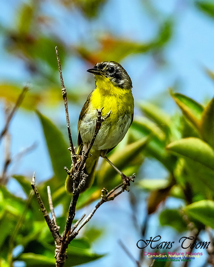 Common Yellowthroat 852